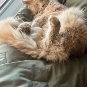 Meri
