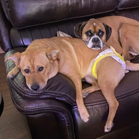 Max and Koda