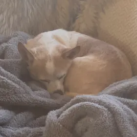 Paco