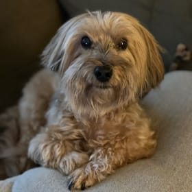 Griffin