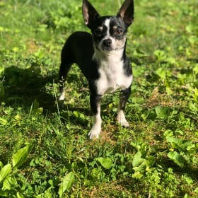 Jet