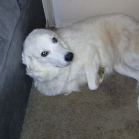 Snowball