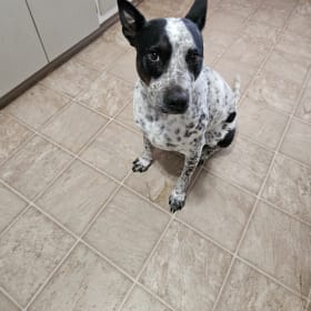 Bodi