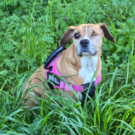 Apple the Pirate Warrior Princess