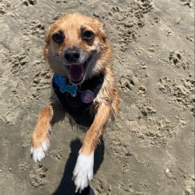 Zorra