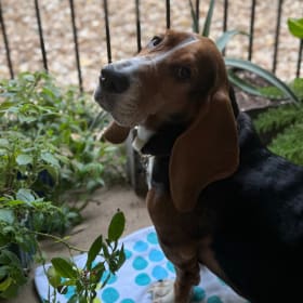 Huckleberry Puddin Pie