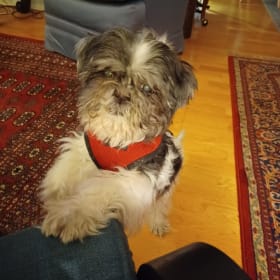 Teddy