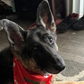 Gia