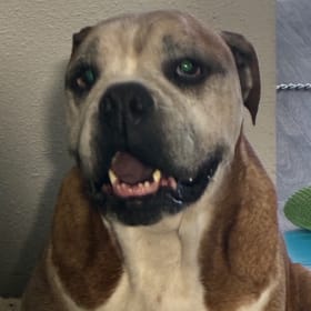 Sir Sebastian