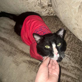 My cat named chon