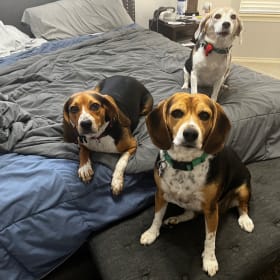 Bella-Mags-Brie
