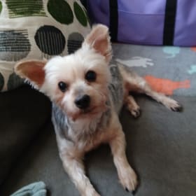 LIL Lady