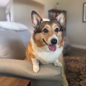Piper