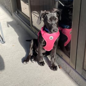 Roxy