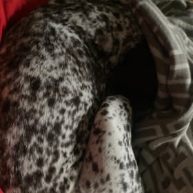 Sleepy Luna bear