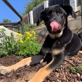 Butkus