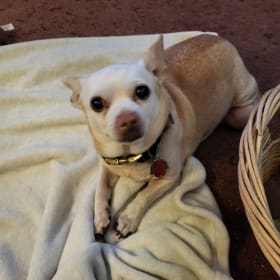 Peanut