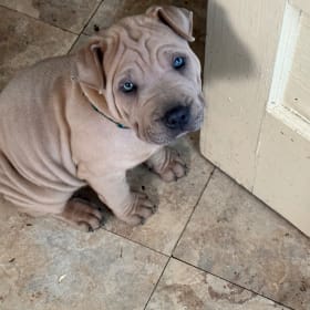 Tank
