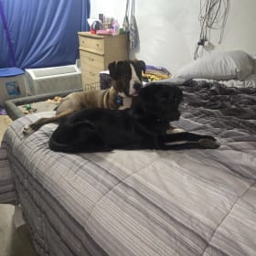 Hank and Lilly