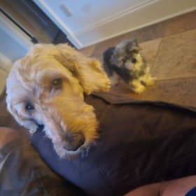 Meech and Mooch