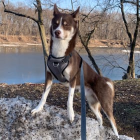 Apollo