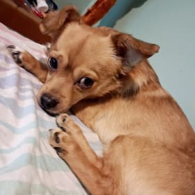 Teddy bear