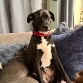 Arlo