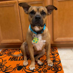 Stella