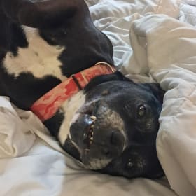 Roxy