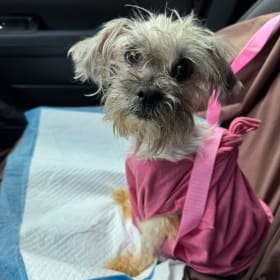Cookie saved from the Queens ACC