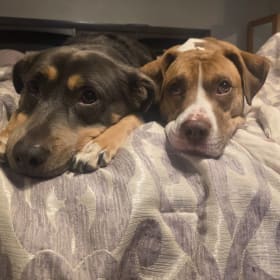 Maisey and Showtime