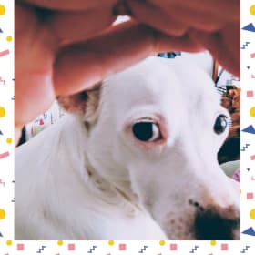 Lily