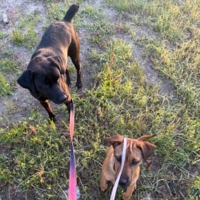 Toffee and Arya