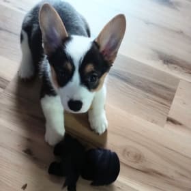 Winnie