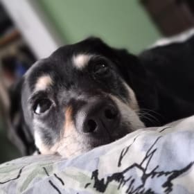 Mocha