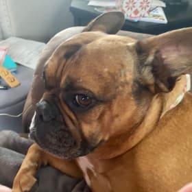 Gidget