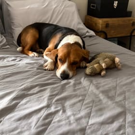 Pretzel