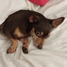 Loki