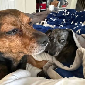 Simba and Buddy