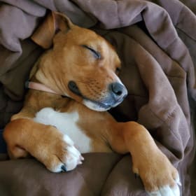 Gracie