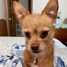 Ziggy