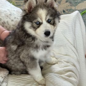Nova
