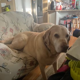 Cooper