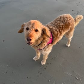 Daisy
