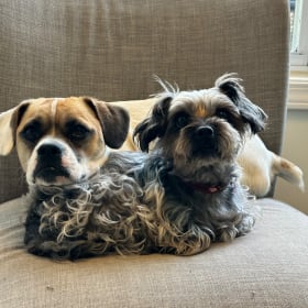 Herbie and Tricki Woo