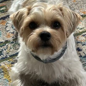 Bella