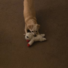 Little Mo