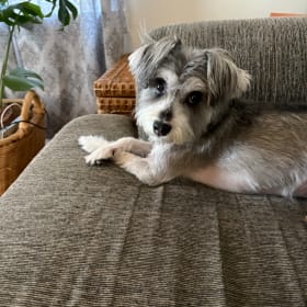 Poppy
