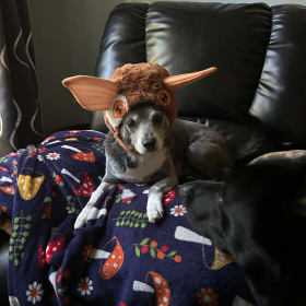 Mogwai