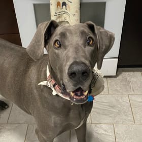 Nova